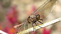 Female Orthetrum villosovittatum face (27003323681)