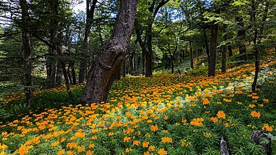 Flora of Bariloche