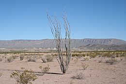 FouquieriaSplendens 2006 BigBend