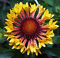 Gaillardia fanfare centered