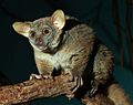 Garnett's Galago (Greater Bushbaby)