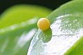 Giant Swallowtail Egg