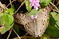 Gray pansy