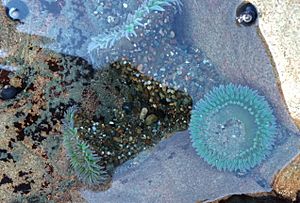 Green anemones with black tegulas (Tegula funebralis) SLO