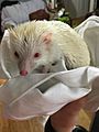 Hedgehog with Albinism