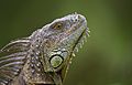 Iguana verde en Florida.