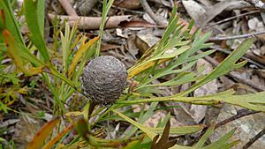 Isopogon anemonifolius cone (8196216334)