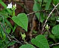 Jacquemontia paniculata W IMG 2929