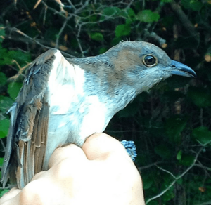 Juvenile Black-billed Cuckoo