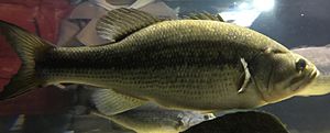 Largemouth-bass-20170129-cropped