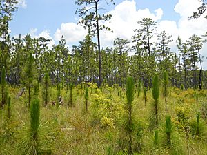 LongleafPine