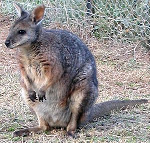 Macropus eugenii.jpg