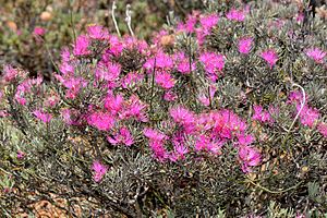 Melaleuca aspalathoides.jpg