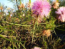 Melaleuca nematophylla (leaves)