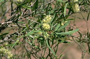 Melaleuca stenostachya.jpg