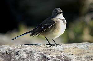 Motacilla capensis 0299 1