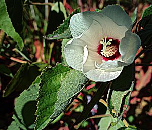 N20160922-0005—Hibiscus lasiocarpos var occidentalis—RPBG—DxO (29748303992).jpg