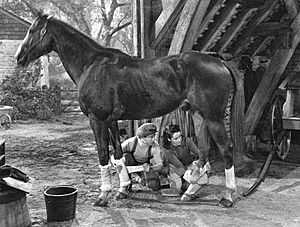 National-Velvet-LIFE-1945