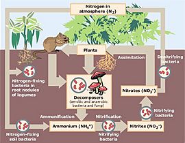 Diagram of the nitrogen cycle