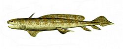 Orthacanthus BW.jpg