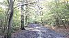 Oxleas Wood path 1.JPG