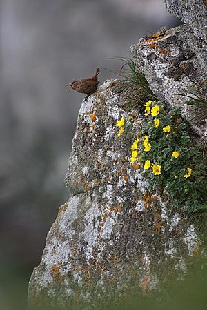 Pacific Wren USFWS