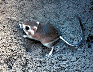 Padre Island kangaroo rat.jpg