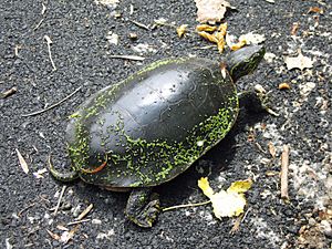 Painted turtle California