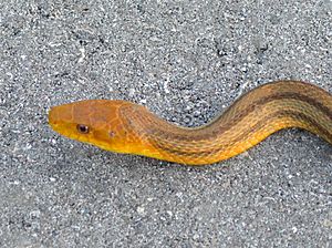 Pantherophis alleghaniensis ssp. quadrivittata 03.JPG