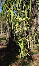 Parsonsia eucalyptophylla flowers and foliage