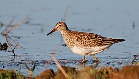 PectoralSandpiper-1OCT2016