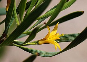 Persoonia quinquenervis.jpg