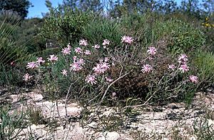 Petrophile linearis