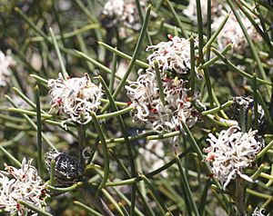 Petrophile semifurcata (2).jpg