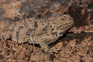 Phrynosoma douglasii 4179.JPG