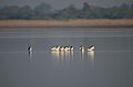 Pied Avocet in LRK