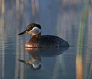 Podiceps griseigena 2-4c.jpg