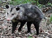 Possum20040508.jpg