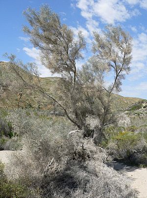 Psorothamnus spinosus form