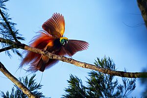 Raggiana Bird-of-paradise 0A2A5379.jpg