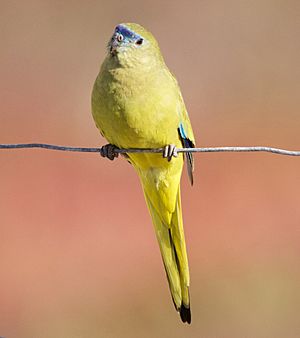 Rock ParrotSA