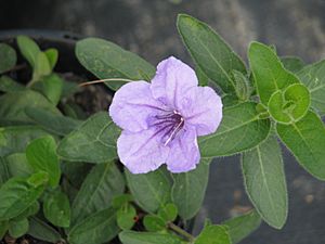 Ruellia humilis.jpg