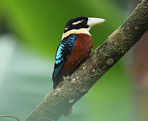 Rufous-bellied Kookaburra.jpg