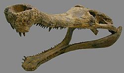 Sarcosuchus skull.JPG