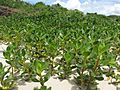 Scaevola plumieri - vegetation (8624222587)