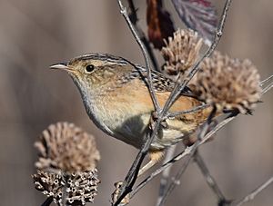 Sedge Wren (31204304001).jpg