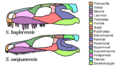 Seymouria skull diagrams