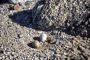 Skua eggs