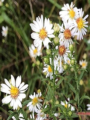 Symphyotrichum pilosum pilosum 98012666.jpg