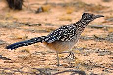 The Greater Roadrunner Walking